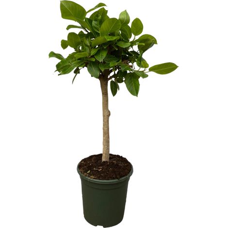 Ficus Altissimo Variegata Plante Verte d'Intérieur Feuilles Panachées H100 cm Ø21 cm - PANGIVO