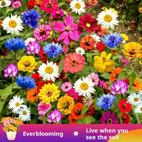2000 Rare Mixed Wildflower Seeds, Four Seasons Blooming Attracts Bees & Butterflies (Annual & Perennial) (1/5)
