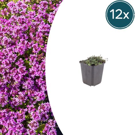 Lot de 12 Thym Rampant 'Coccineus' Couvre-sol Persistant Fleurs Rose Rouge 10-25cm Pot Ø9cm - PANGIVO (1/5)