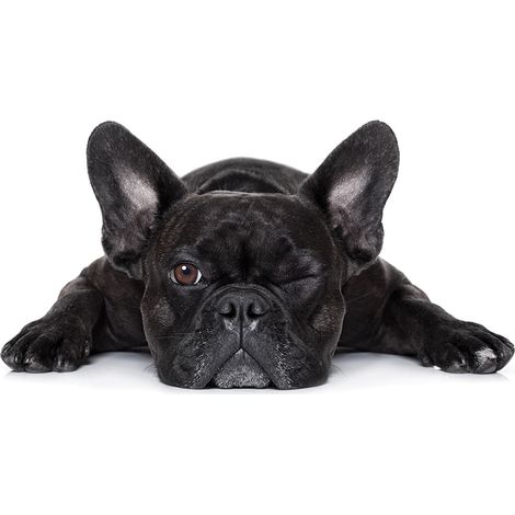 Affiche decoratif bouledogue francais, 60x40cm - made in France (1/5)