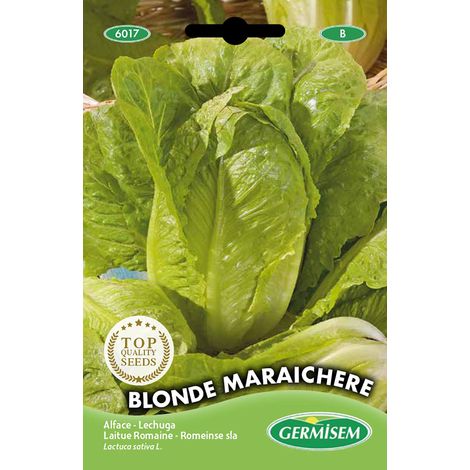 graines Laitue Romaine BLONDE MARAICHERE (1/2)