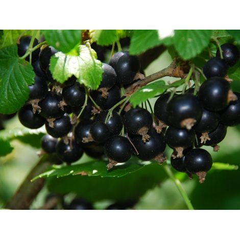 RIBES NERO TITANIA (1 PIANTA)