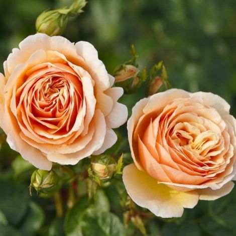 Gardenaria Rosa 'Tropicana' - Rosa da giardino - Altezza: 40/50 cm (vaso20) (1/2)