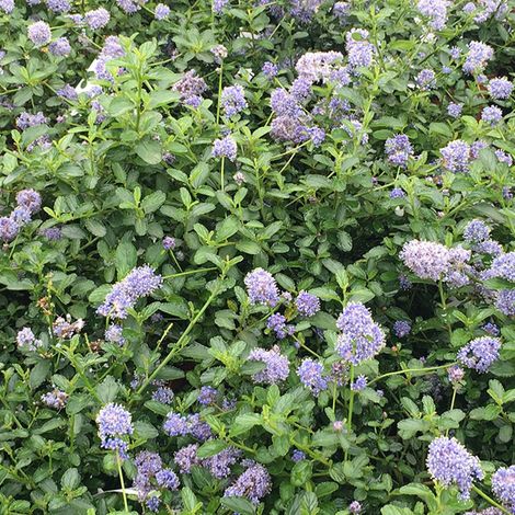 Lilas de Californie tapissant 'Repens' - 25-30 cm pot