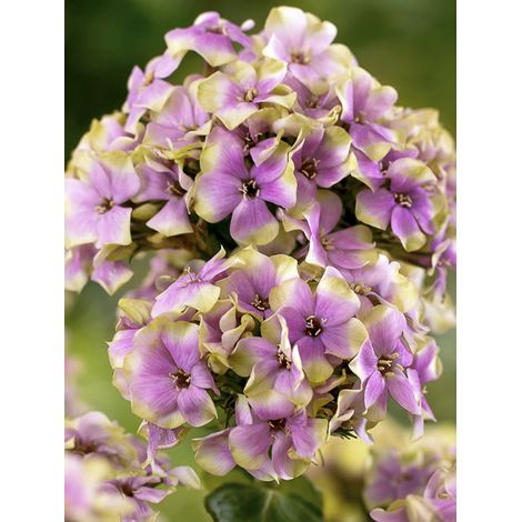 Phlox 'Sherbet Blend' Pot de 2L/3L