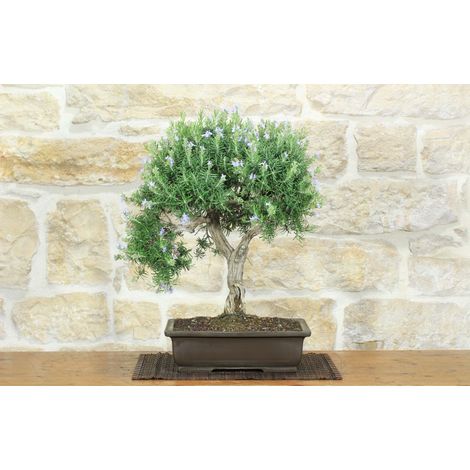 Bonsai di Rosmarino (63) (1/5)