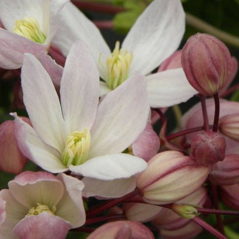 Clématite armandii Hendersonii Rubra/Pot de 3L - Echelle bambou 60/120 cm (1/3)