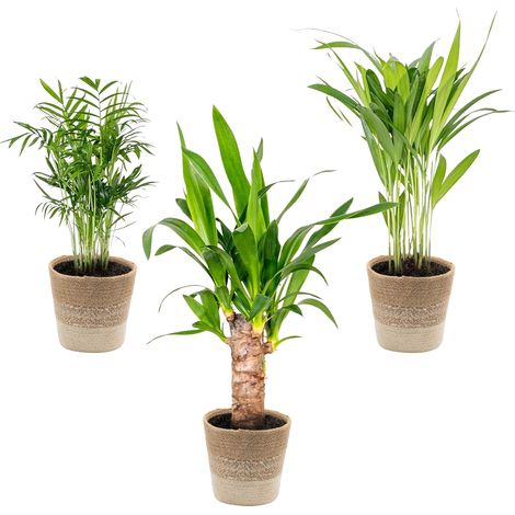 Bloomique - Lot de 3 - Mélange de palmiers tropicaux avec panier en jute - Facile à entretenir - 20-45 cm (1/5)