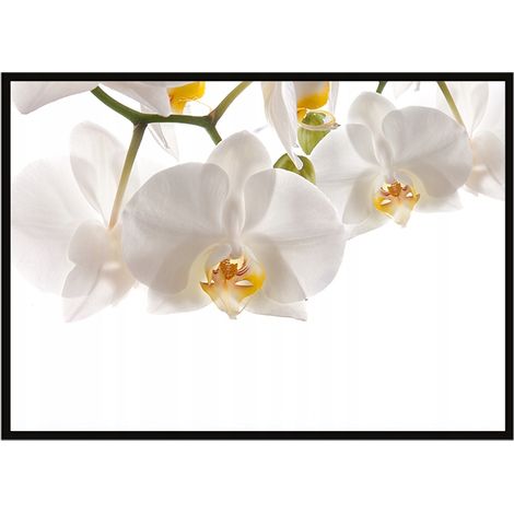 AFFICHE PHOTO ENCADRÉE 53x73 cm Fleurs P1013