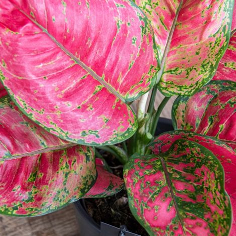 Gardenaria Aglaonema 'Red Joy' - Pianta da interno ornamentale - Altezza: 50 cm (vaso 12)