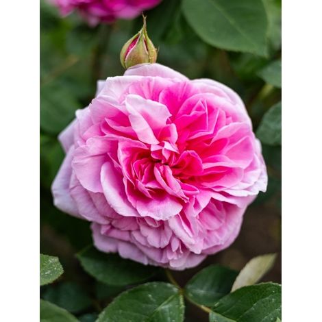 Rosier tige anglais 'Gertrude Jekyll' Racines nues, Tige, Tige de 70/90 (1/2)