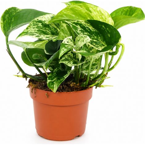 Gardenaria Epipremnum pinnatum 'Marble Queen' - pothos - Pianta da interno ornamentale - Altezza: 20 cm (vaso 12) (1/4)