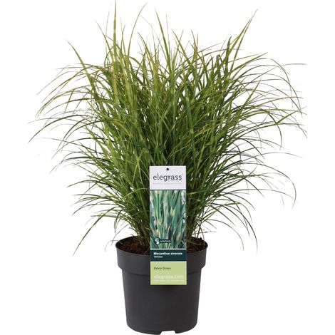 Miscanthus sinensis Strictus Herbe Zébrée Plante Ornementale de Jardin Pot Ø 23 cm Hauteur 60 cm - PANGIVO