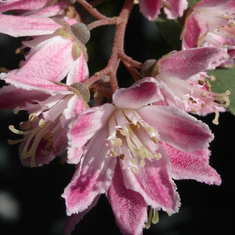 Deutzie Perle Rose, Deutzia/Pot de 4L - 20/40 cm