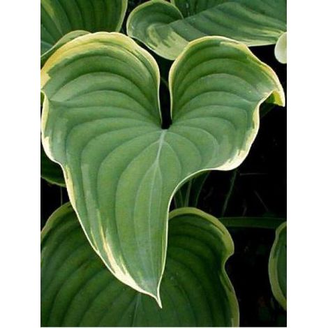 Hosta fluctans 'Sagae' Godet de 8/9 cm