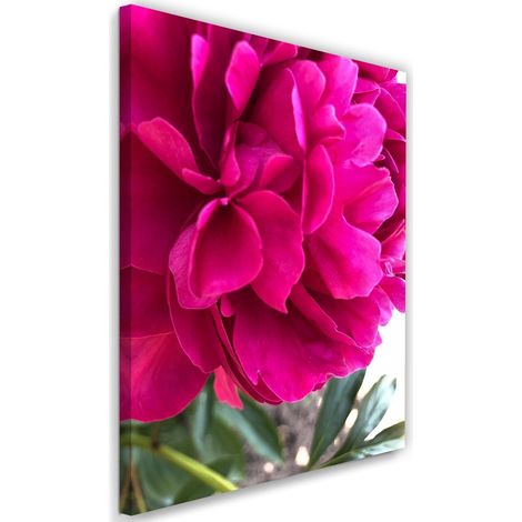 Tableau décoratif Pivoine Fleur Rose Naturelle 40x60 (1/5)