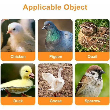 Abreuvoir Poules, 10pcs Abreuvoir Poule à La Volaille Bols Distributeur De Boisson Rouge Troupeau Canard Oiseau Alimentation Eau pour Pigeons GrooFoo (1/4)