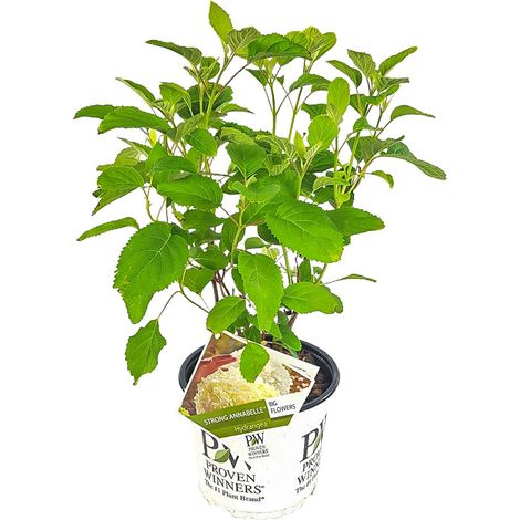 Bloomique - Hydrangea Strong Annabelle - Hortensia - Blanc - Plantes de jardin - Résistante au gel - Hauteur 40-50 cm - Pot 19 cm (1/5)