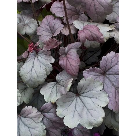 Heuchère 'Silver Gumdrop' Godet de 8/9 cm (1/4)