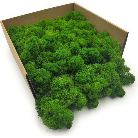 Muschio di renna - finlandese - pulito - verde foresta - 50 g netti