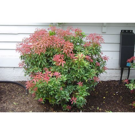 1 PIANTA DI PIERIS JAPONICA MOUNTAIN FIRE VASO 17CM (1/2)