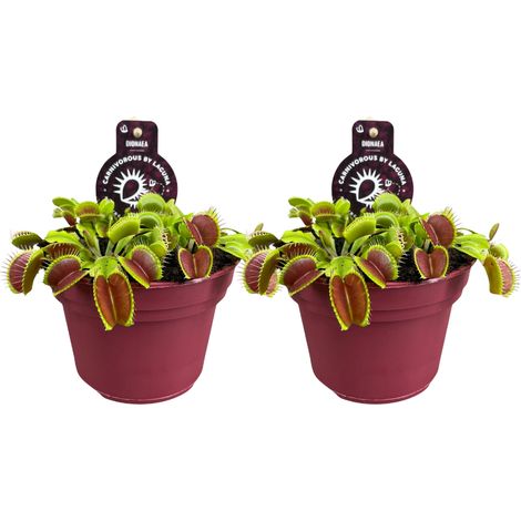 Lot de 2 Plantes Carnivores Dionaea Muscipula Attrape-mouche de Vénus - Ø12 cm - Hauteur 12 cm - PANGIVO