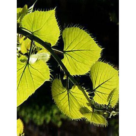 Tilleul de Henry Pot de 7,5L/10L, Baliveau (1/5)