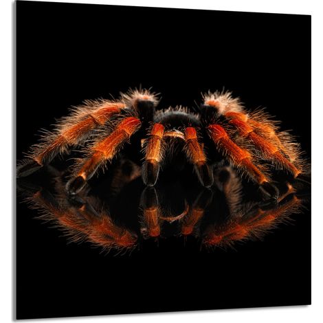 Panneau de verre pour cuisine 60x65 Spider (1/5)