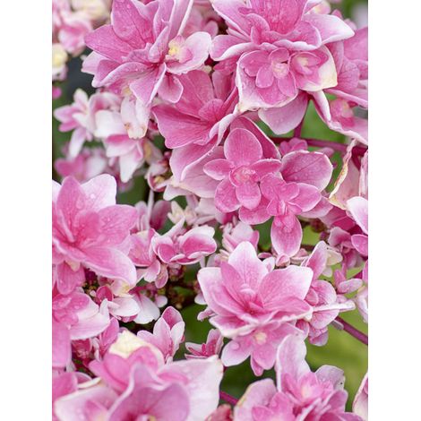 Hortensia 'Tinkerbell' Pot de 1,5L/2L (1/2)