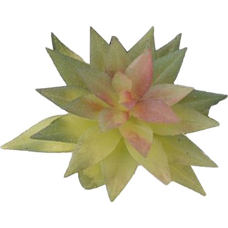 Plante succulente artificielle en PVC souple, mini fausse plante très réaliste pour la décoration de la maison, du bureau ou du bureau (Type 2)