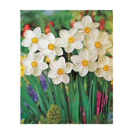 Narcisse des Poètes "Actéa"- 20 BULBES