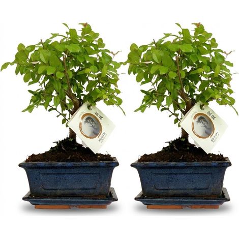 Lot de 2 Bonsaïs d'Intérieur Forme Boule en Coupe Céramique Décorative - Hauteur 25-30 cm - PANGIVO (1/4)