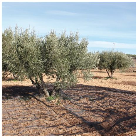 Manto recogida de frutos como la aceituna u otros verde 4x5m (1/2)
