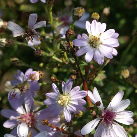 Aster d'automne Ideal | Conditionnement: Lot de 9 godets