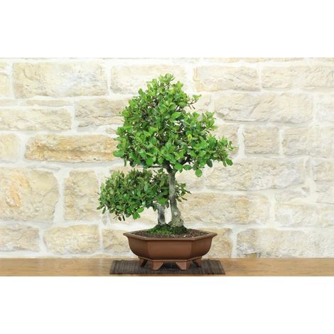 Bonsai di Quercia - Leccio (94) (1/5)