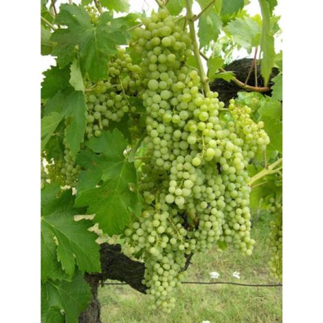Vigne 'Exalta' Pot de 2L/3L (1/2)