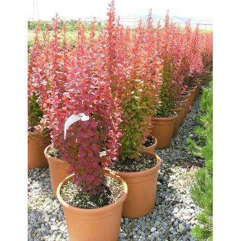 Gardenaria Berberis thunbergii 'Orange Rocket' - Arbusto ornamentale da giardino - Altezza: 30/35 cm (vaso19) (1/3)