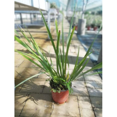 Dietes Iriodioies v17