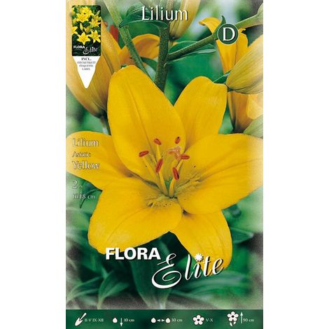 BULBI AUTUNNALI LILIUM ASIATIC GIALLO CONFEZIONE DA 2 BULBI BULBS BULBES