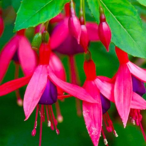 Pépinières Naudet – Fuchsia 'Bernisser Hardy' – Arbuste caduc – Fleurs roses en clochette – Hauteur à maturité < 1m – Floraison de juin à octobre (1/5)