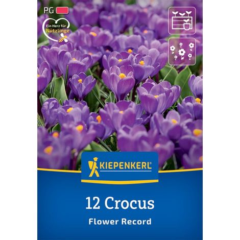 Kiepenkerl Herbstblumenzwiebel Krokus Flower Record 12 Pflanzen (1/2)