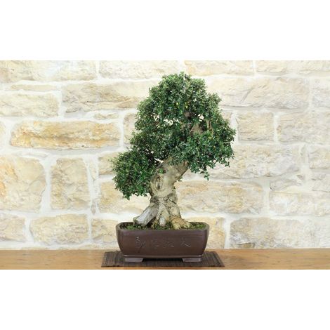Bonsai di Olivastro (300) (1/5)