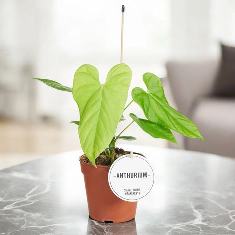 Gardenaria Anthurium 'Balaloanum' - Pianta da interno ornamentale - Altezza: 40 cm (vaso 12) (1/5)