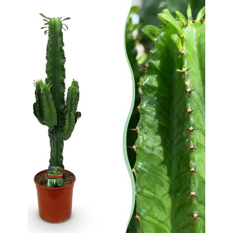 Euphorbia eritrea Plante d'intérieur Arbre à lait africain Vert Hauteur 70 cm Pot Ø 19 cm - PANGIVO (1/5)