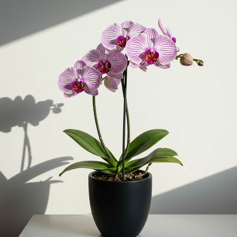 ORCHIDEA PHALAENOPSIS TABLO BELLINI VASO 12CM (1/2)