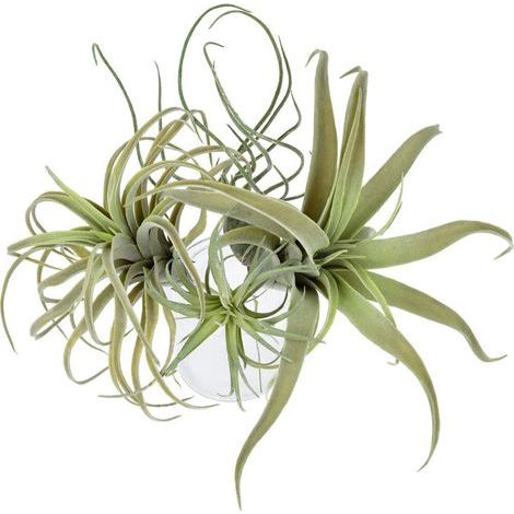 4Pack Artificielle Ananas Herbe Plantes D'Air Faux Fleurs Faux Flocage Tillandsia BroméLiacéEs Maison Jardin DéCor (1/4)