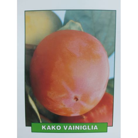 Kako Vaniglia - pianta di 3 anni (1/2)