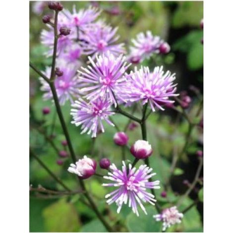 Pigamon 'Perfume Star' Godet de 8/9 cm (1/3)