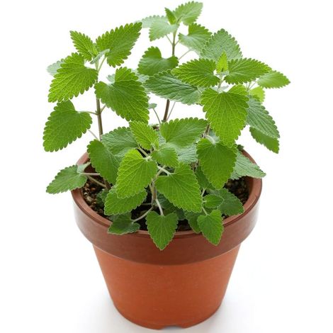 100g Graines Herbe à Chat Haute Qualité – Plante Intérieur Extérieur, Jardinage Facile, Idéal pour Chats (1/3)