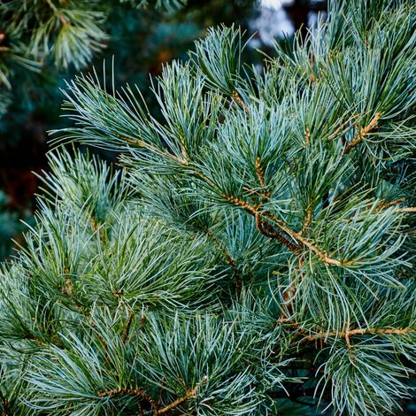 Pin Tempelhof - Pinus parviflora Tempelhof 20/30cm Pot 2,5L